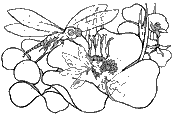 coloriage fee et libellule